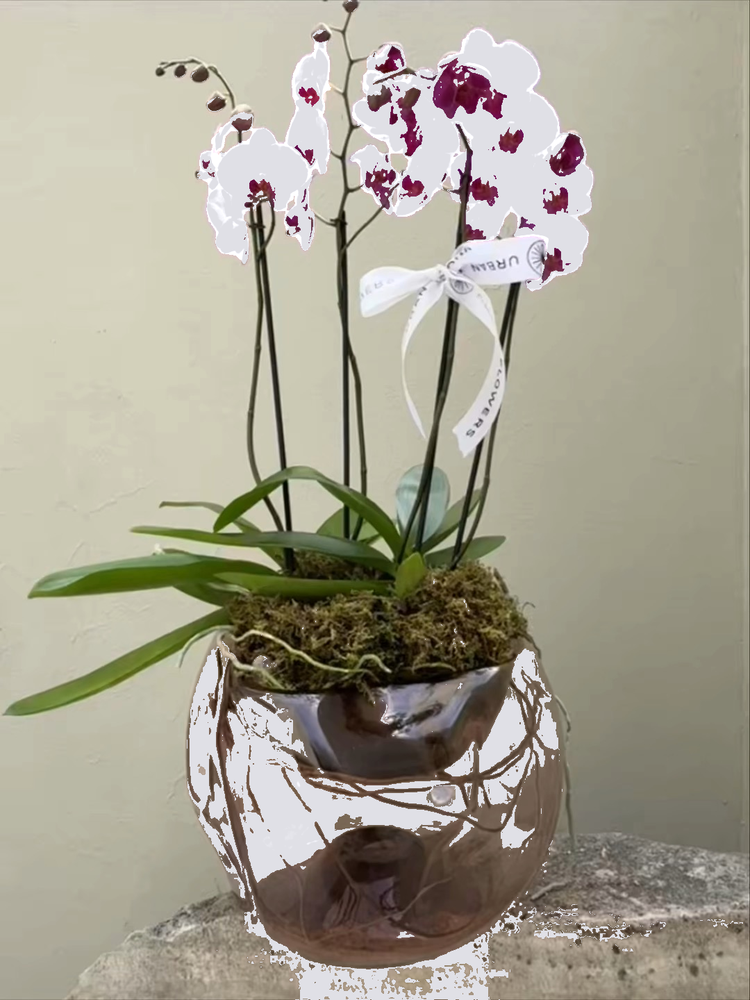 Imperial Phalaenopsis Blanca · 6 Varas