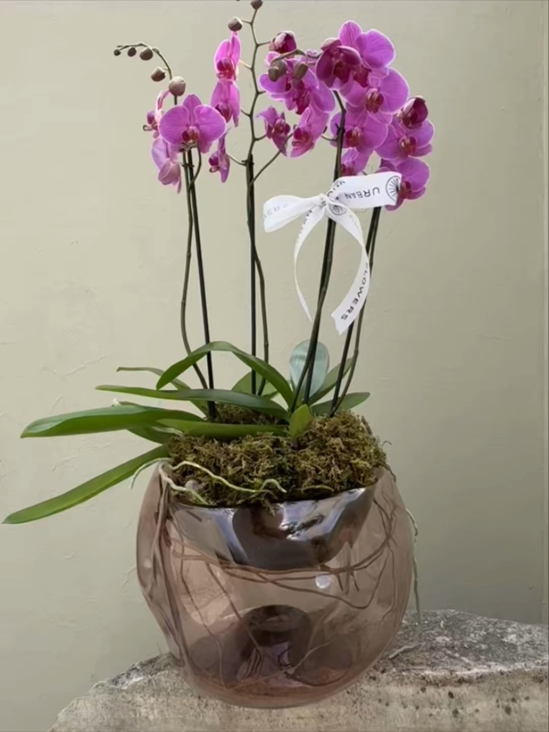 Grand Phalaenopsis · 4 Varas