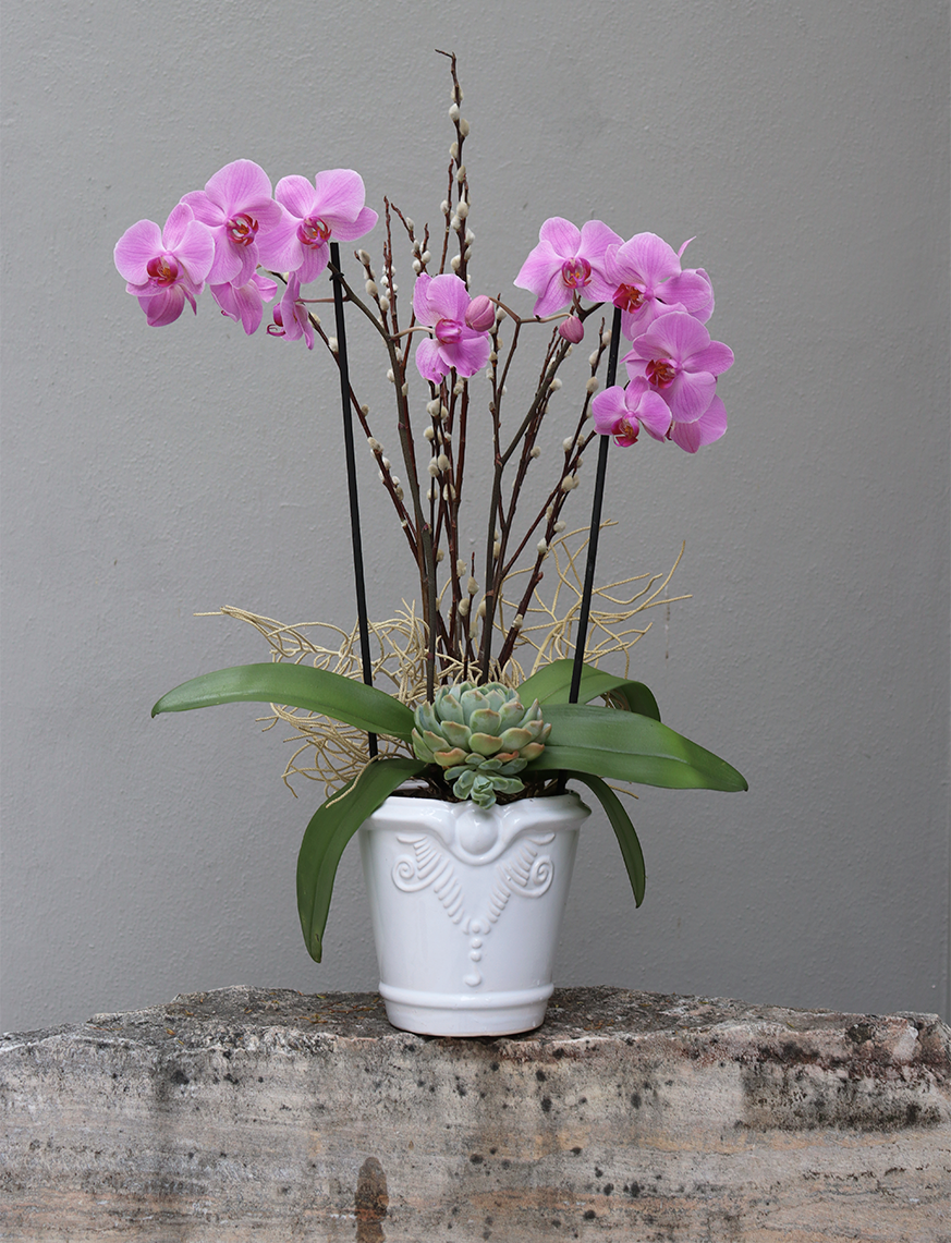 Orquídea Doble Vara